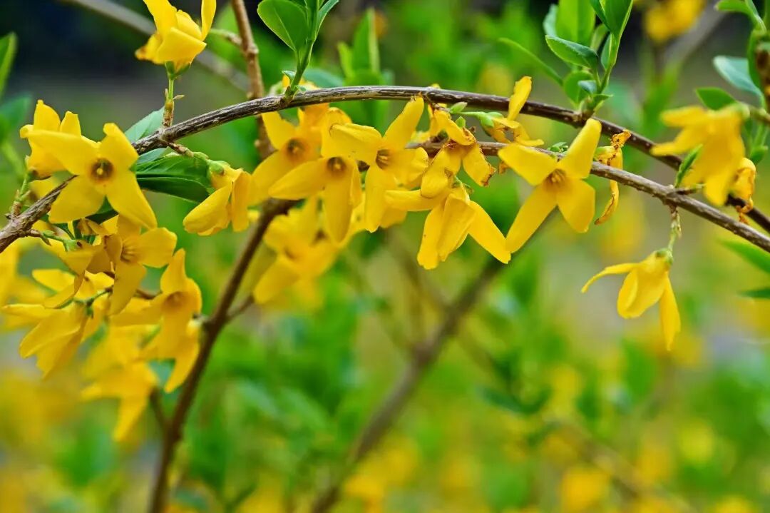 1774594030344844.jpg e71ccc38f9fbd1d53593a37a63342ea8.jpg